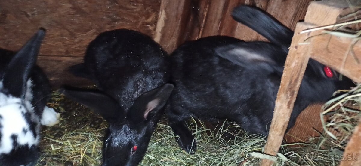 Predám králiky 4 mesačne - 8