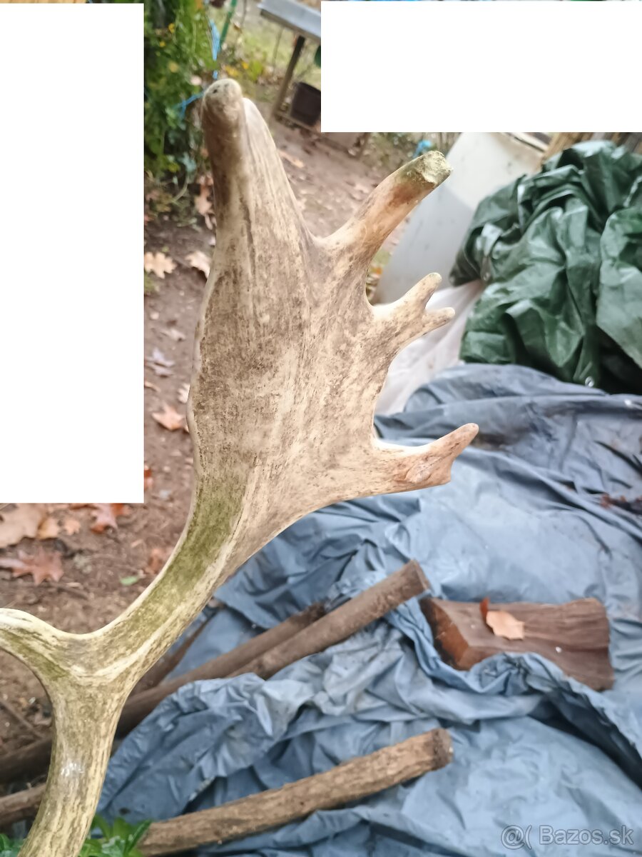 Parohy, zhody, trofej - aj výmena za včelársku literatúru - 8