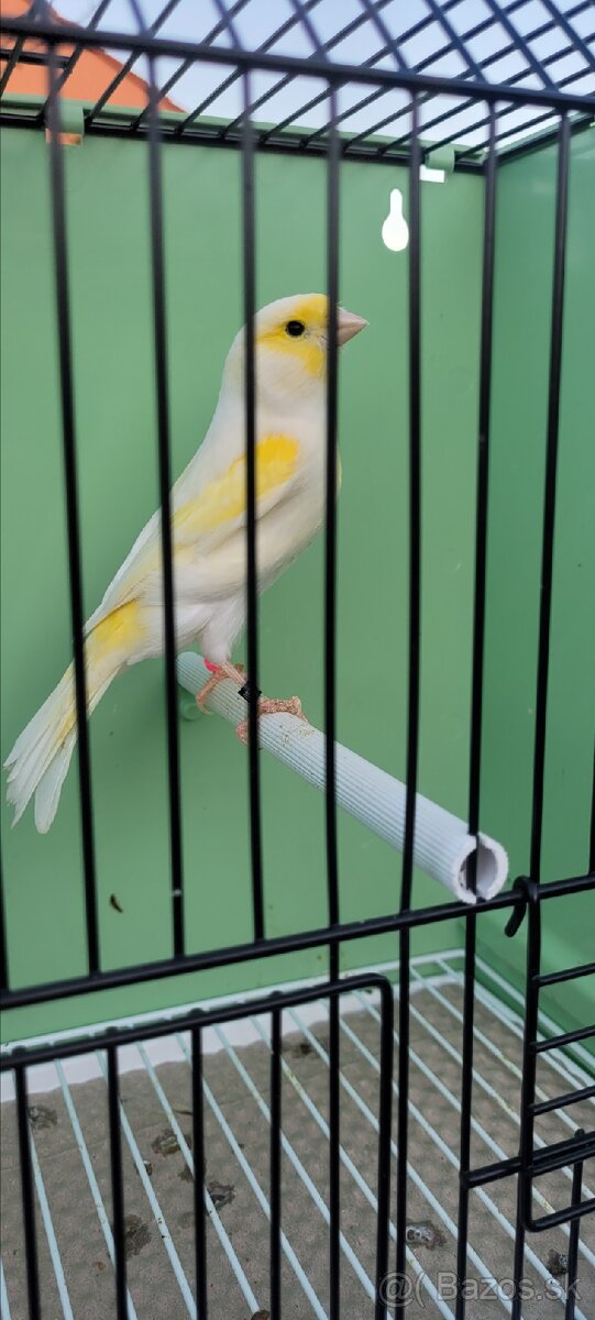 Kanáre kanáriky - 8