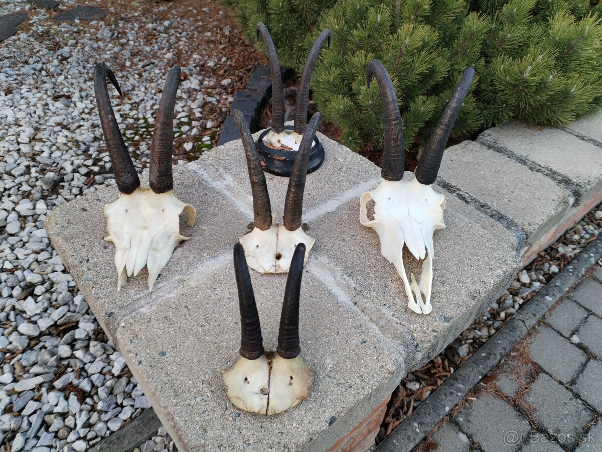 Trofeje kamzikov - 8