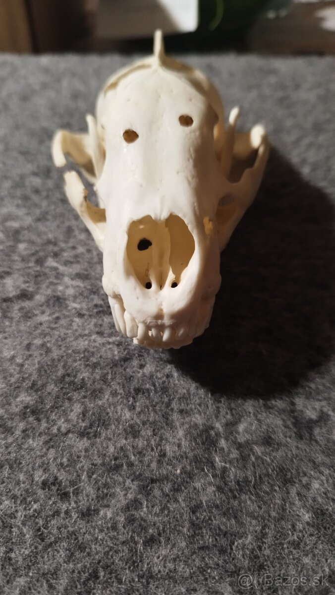 Predám lebku jazveca parožie, zhody, trofeje. - 8