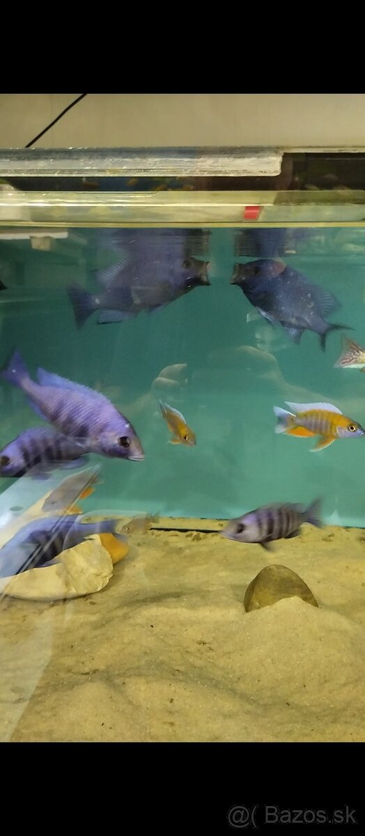 Africké Malawi cichlidy - 8