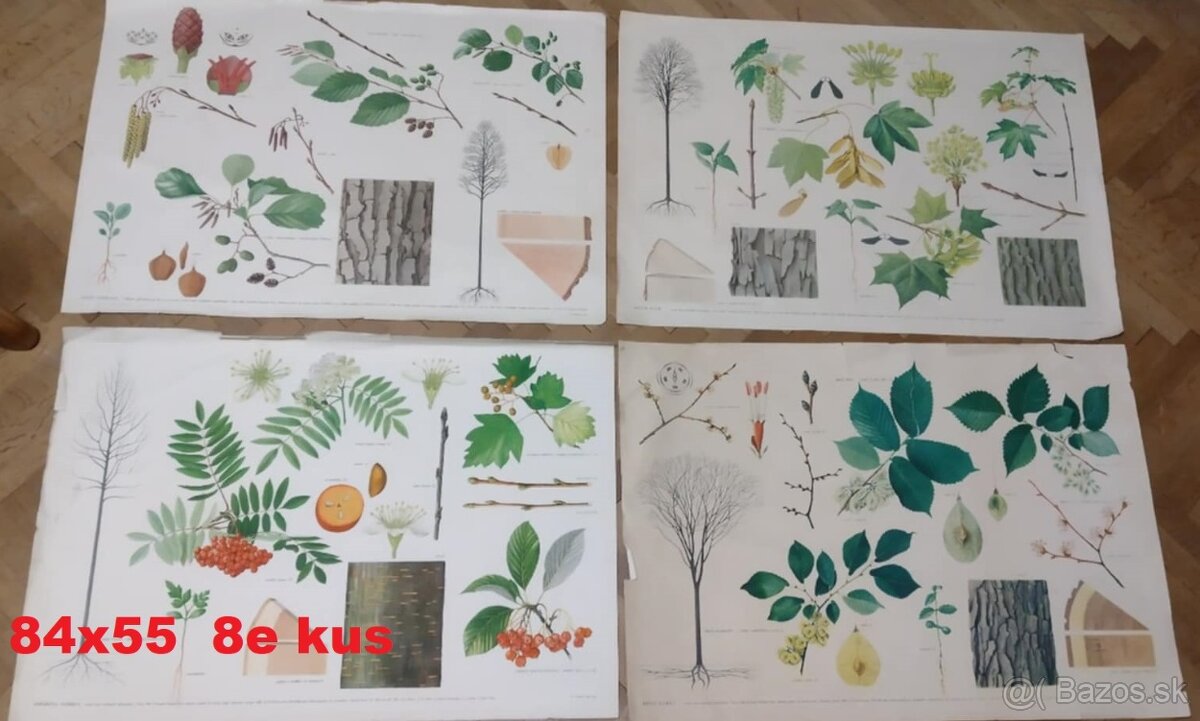 staré školské tabule/plagáty raslín-stromov-zvierat - 8