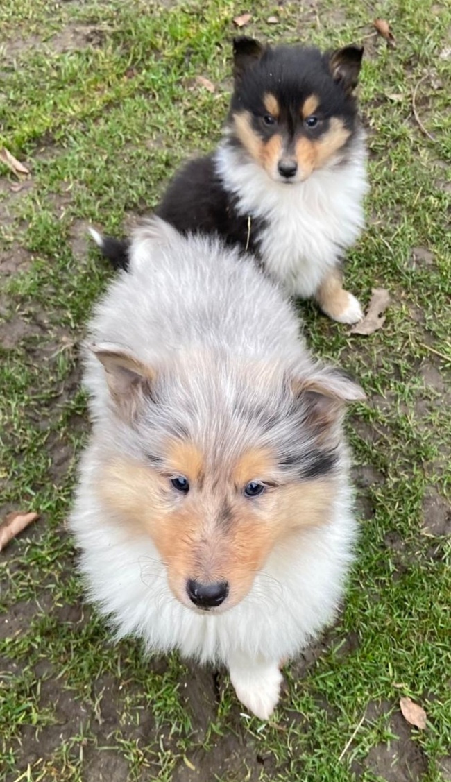 Kolia dlhosrstá - 8