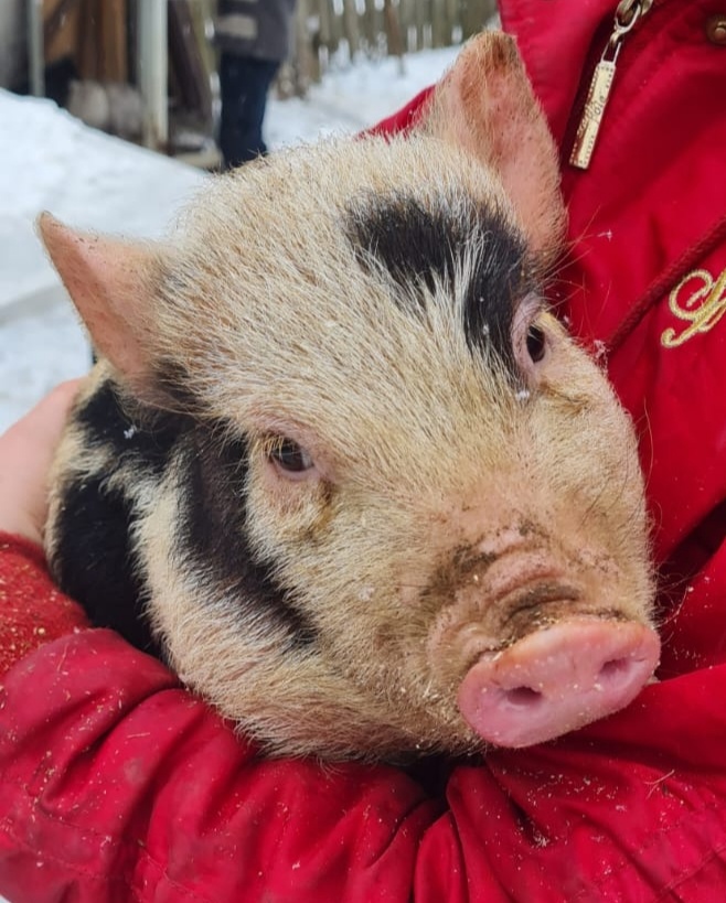 Gottingenské miniprasiatka - 8