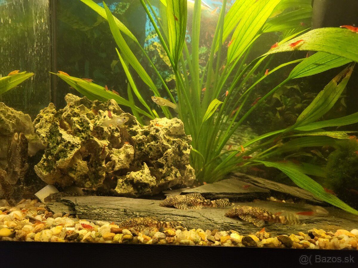 Predám akvária cca 60l - 8