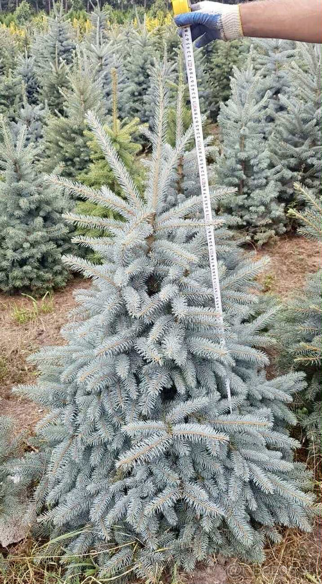 Strieborný smrek v kvetináči 1,20–1,60 Jedľa kaukazská, vian - 8