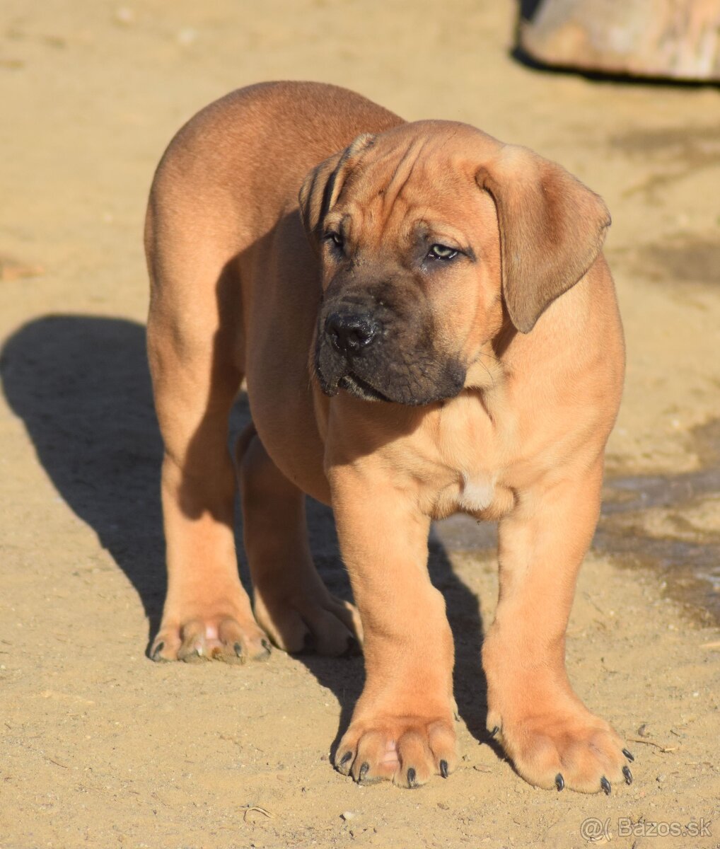 boerboel - SABBS - 4 KLUCI - 8