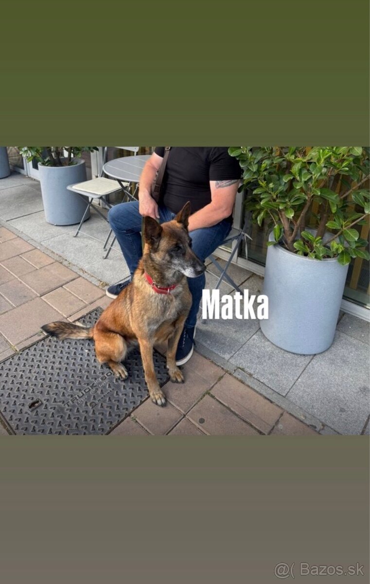 Belgický ovčiak - Malinois - 8
