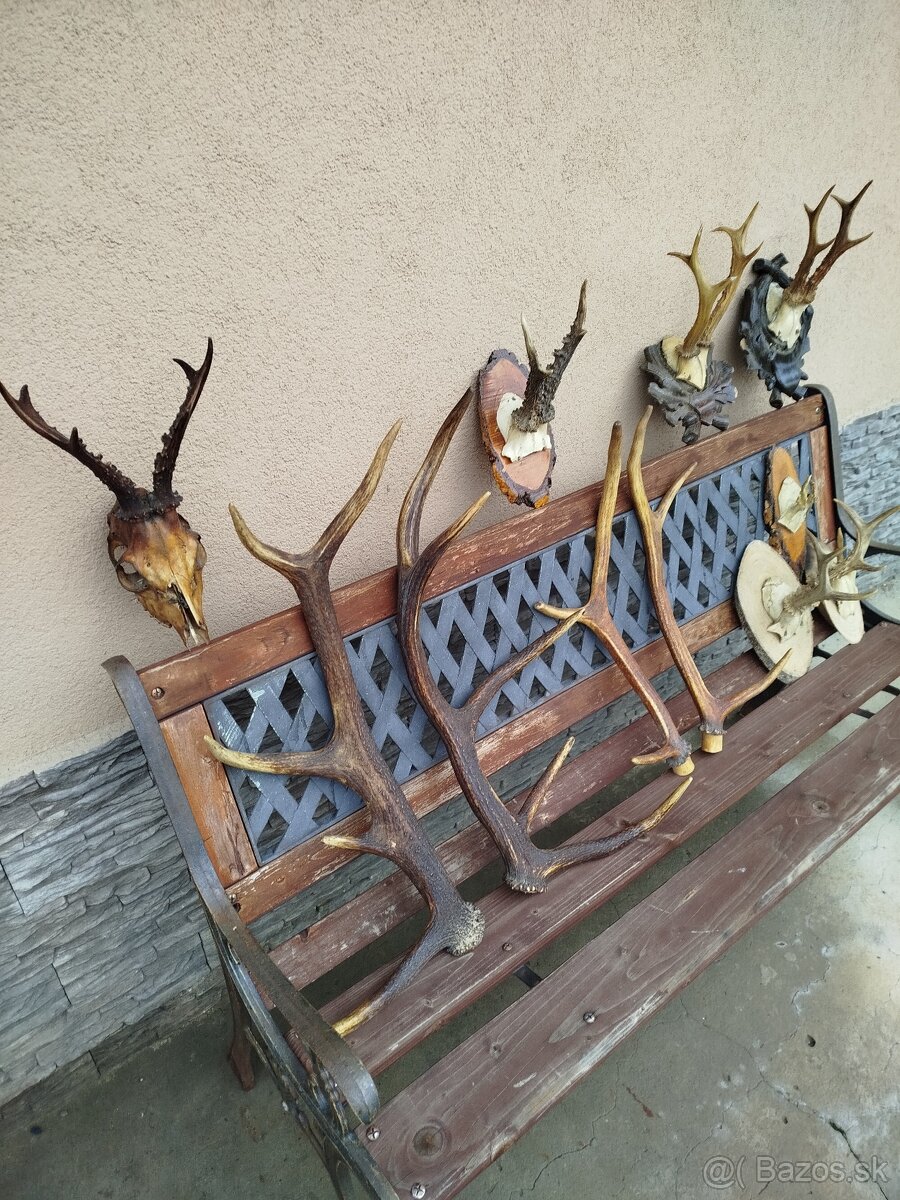 Predam,srncie trofeje - 8