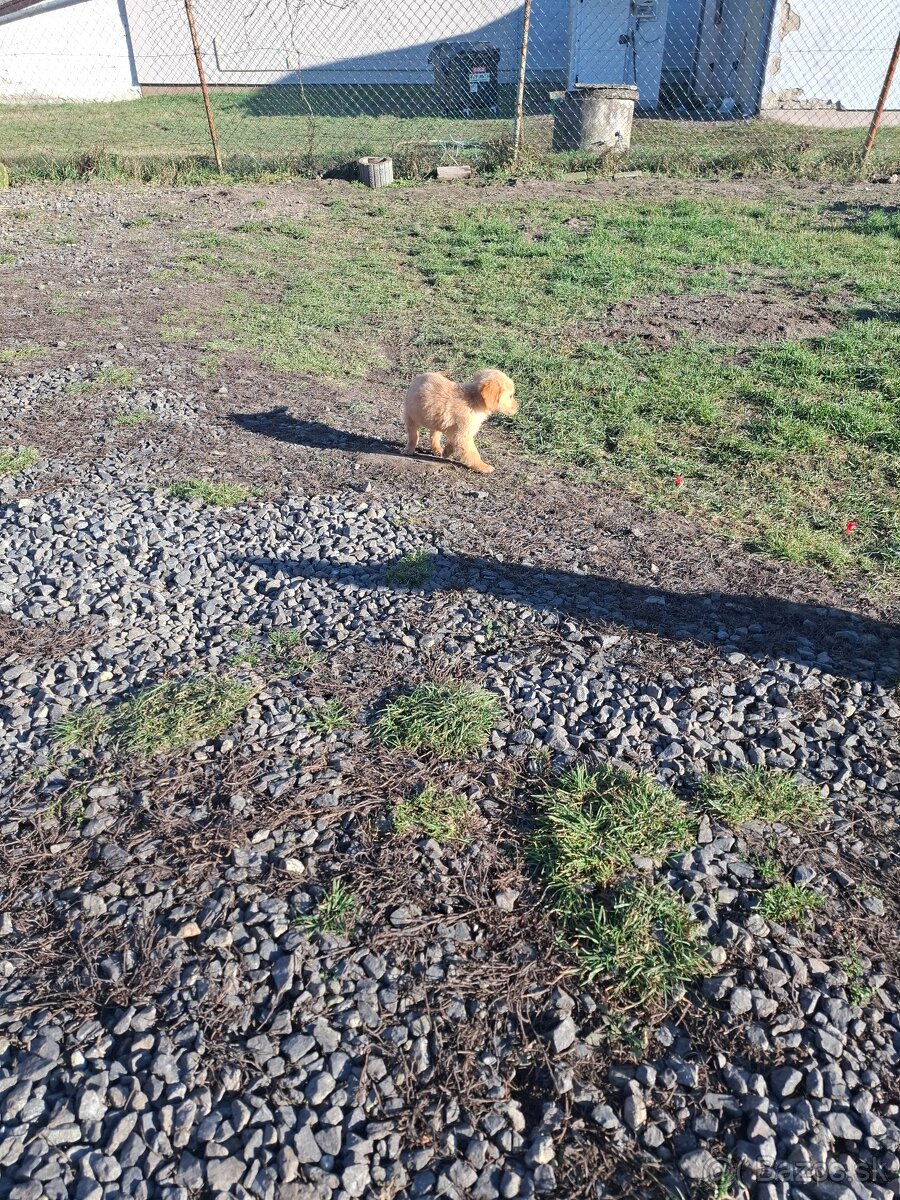 Zlatý retriever - 8