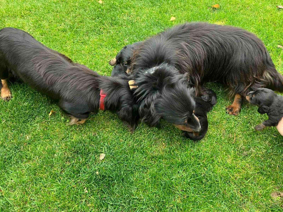 Jazvecik Dlhosrsty - 8