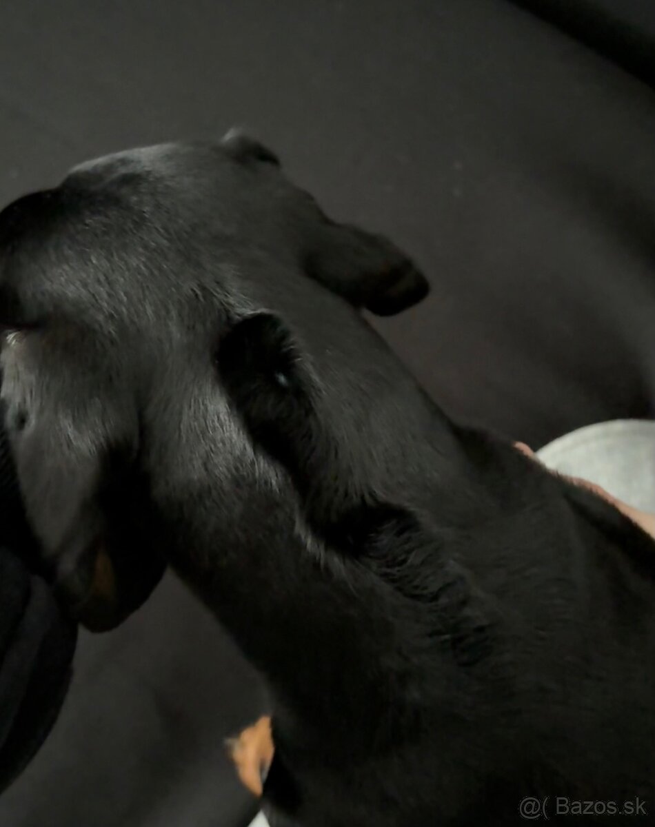 Jazvečík na krytie - 8