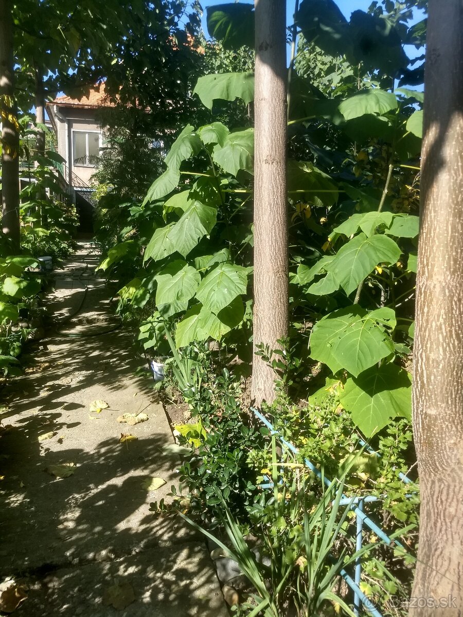 Cisarsky strom Paulownia a Aloe vera - 8