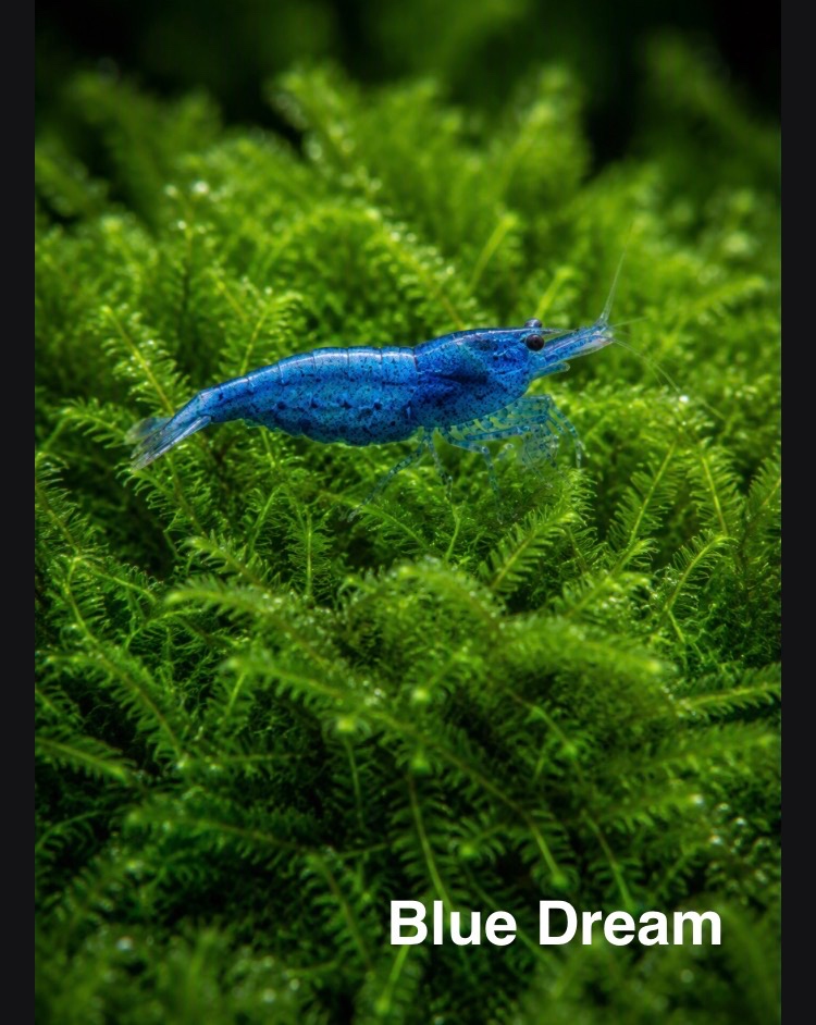 KREVETKY NEOCARIDINA - 8