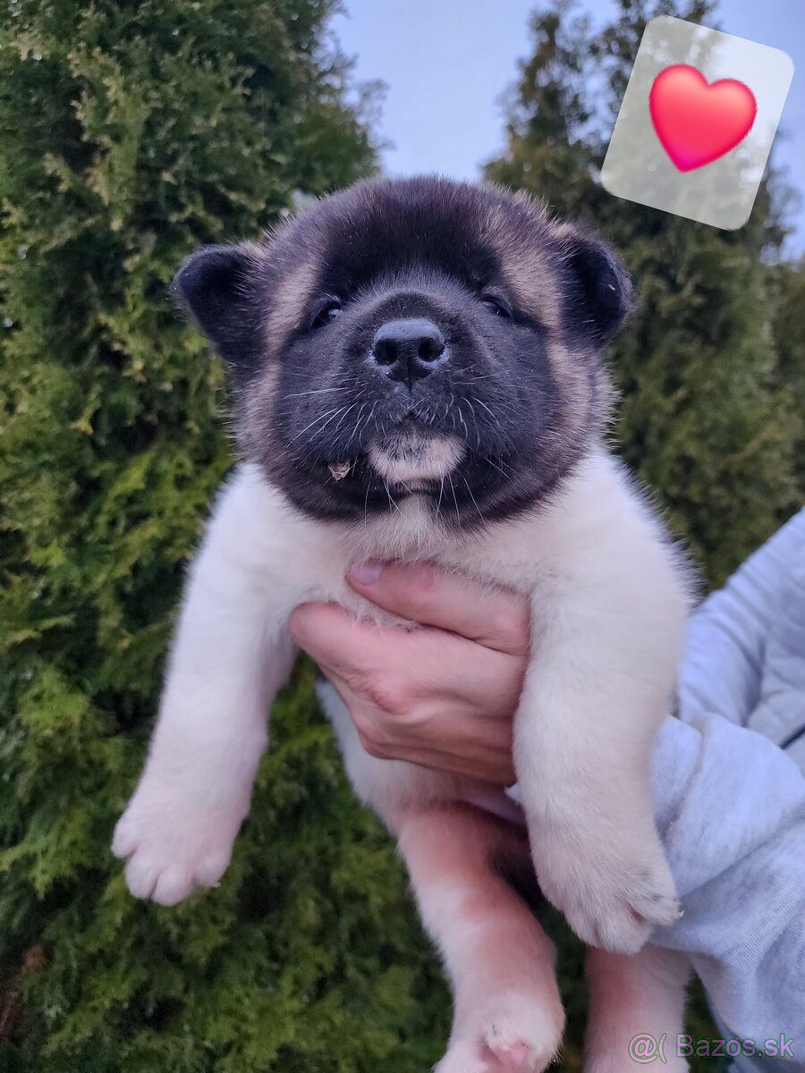 Americká akita s PP - 8