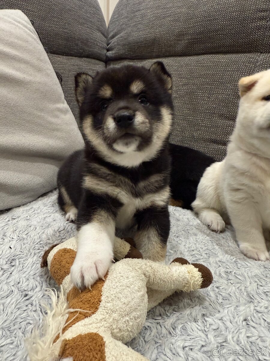Shiba inu - 8
