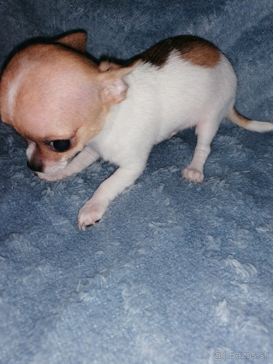 Čivava krátkosrstá - 8