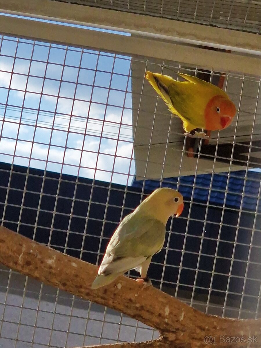 Agapornis fisher - 8