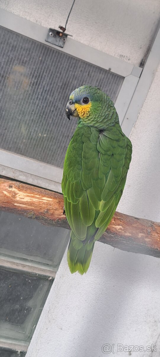 Predám samcov amazonana venezuelskeho - 8