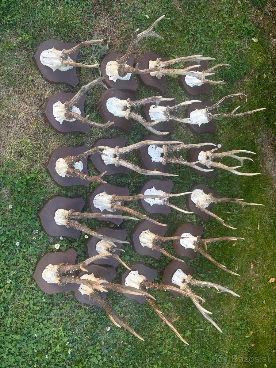 Srnčie parohy - 8