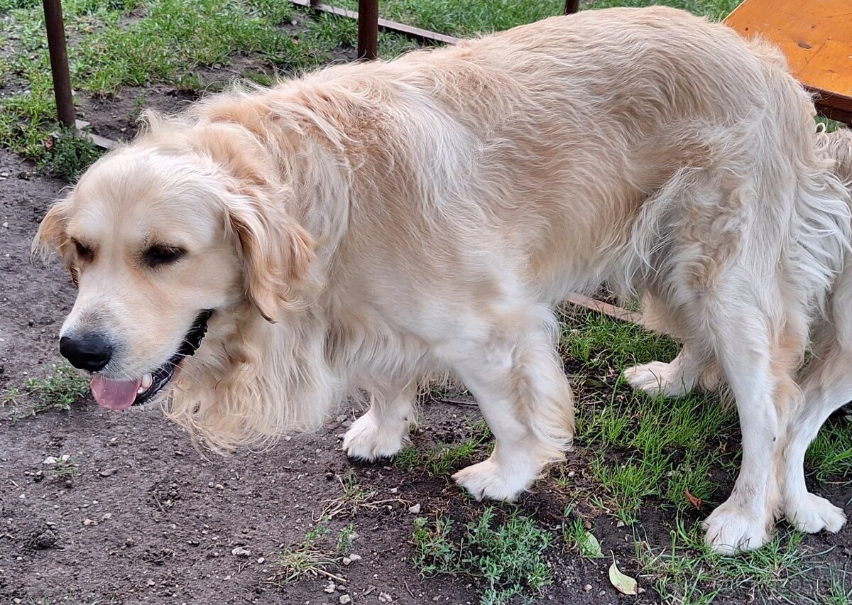 Predám Šteniatka Zlaty retriever-Golden retriever - 8