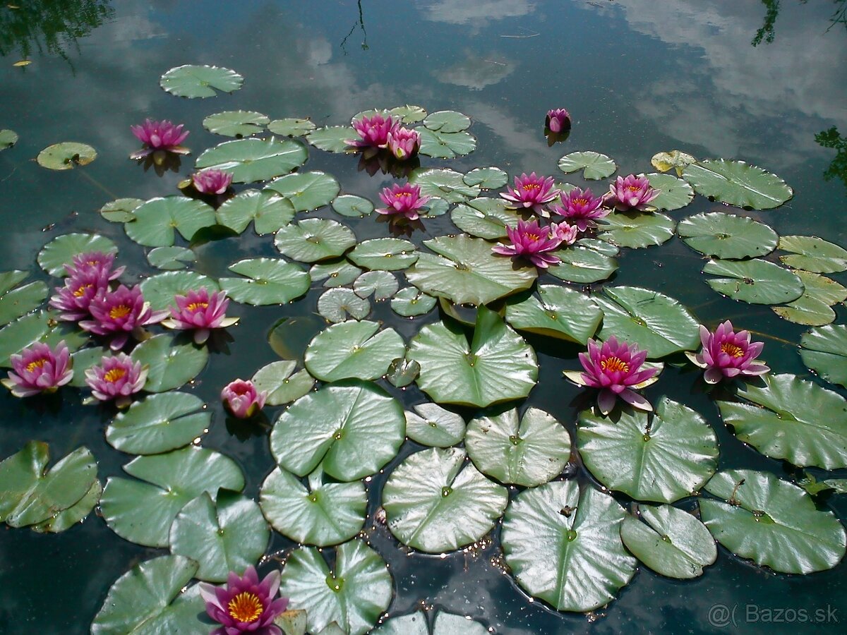Ponukam jazierkove rybky, koi kapre, filtračné rastliny - 8