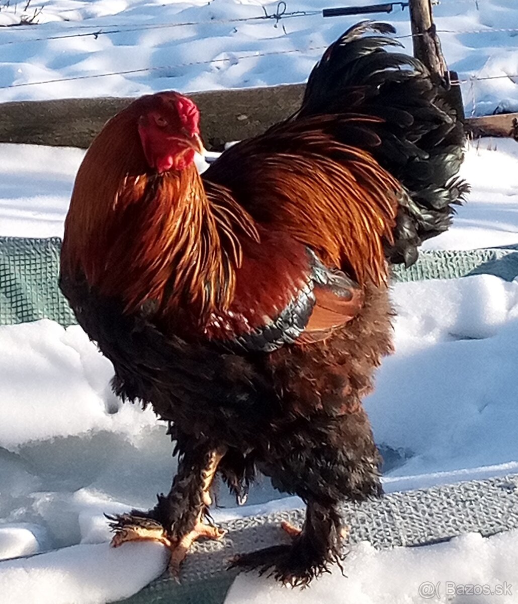 Kohút brahman jarabičí - 8