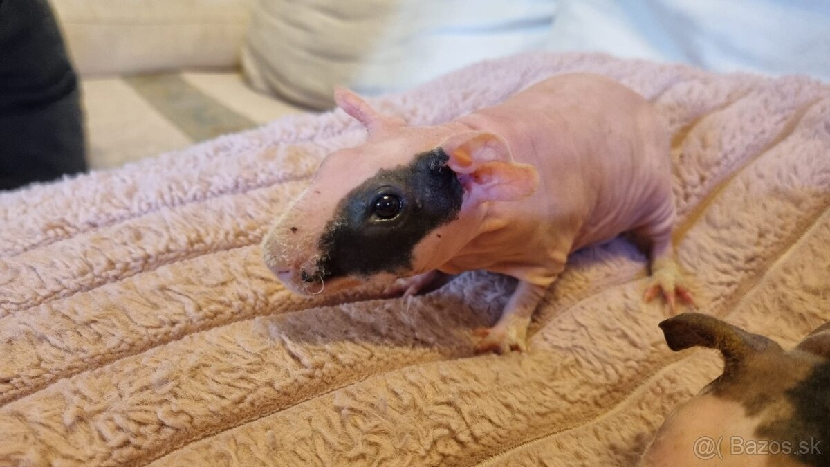 Skinny Morčatá - 8