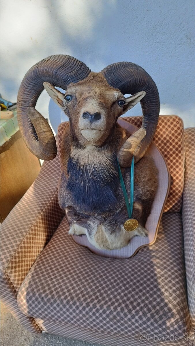 Predám preparát zlatého muflona. Parožie zhody trofeje. - 8