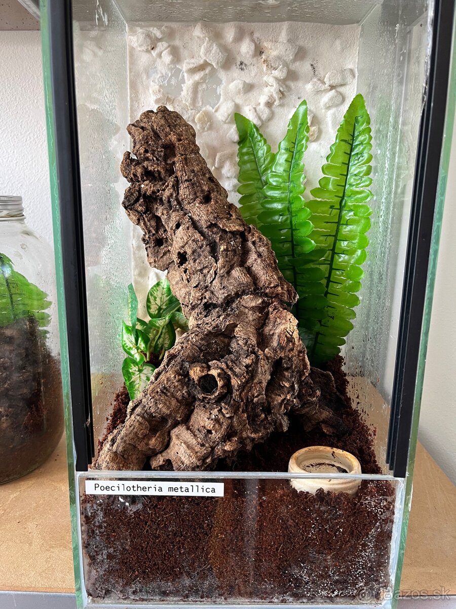 Regalis, vagans, geniculata, Metallica - 8