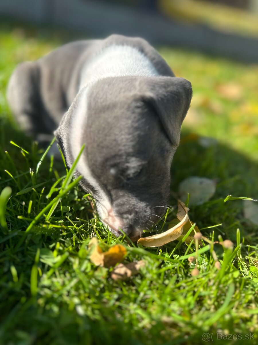 Šteniatka staforda - 8