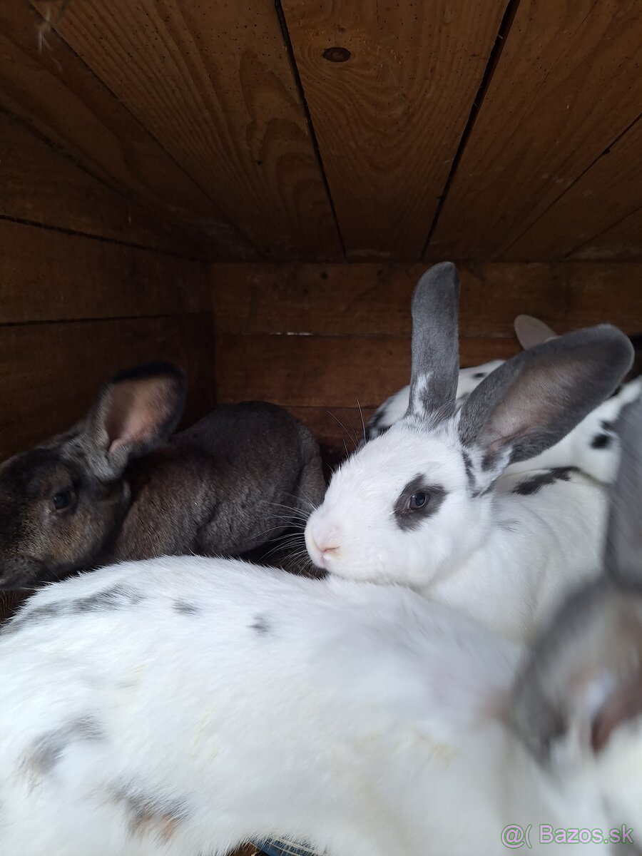 Predám krásne králiky . - 8