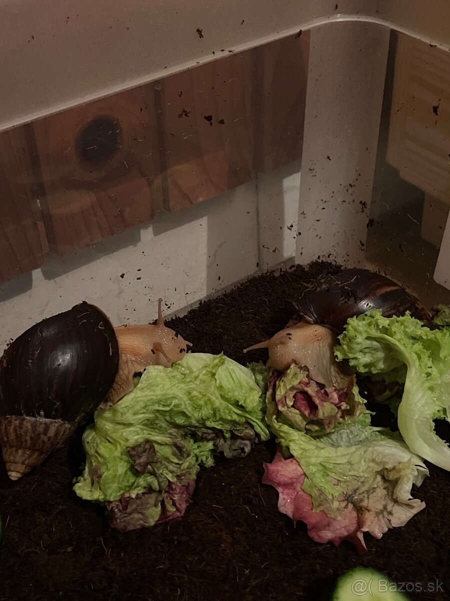 Slimák africký - 8