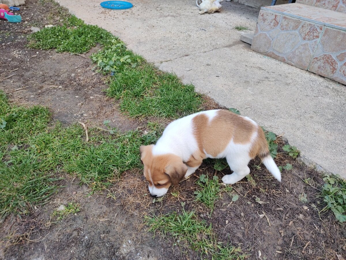 predám Jacky Russel Terier - 8