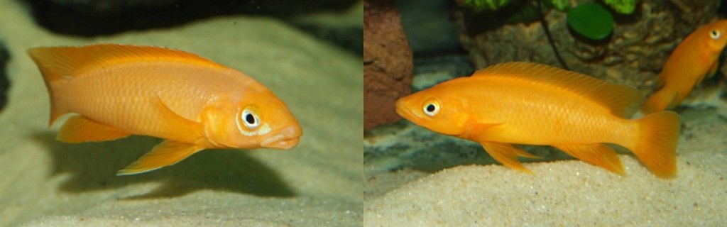 Africké cichlidy - 8