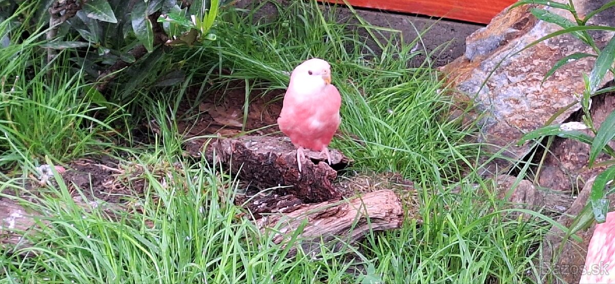 Neofema Bourkova Rubino - 8