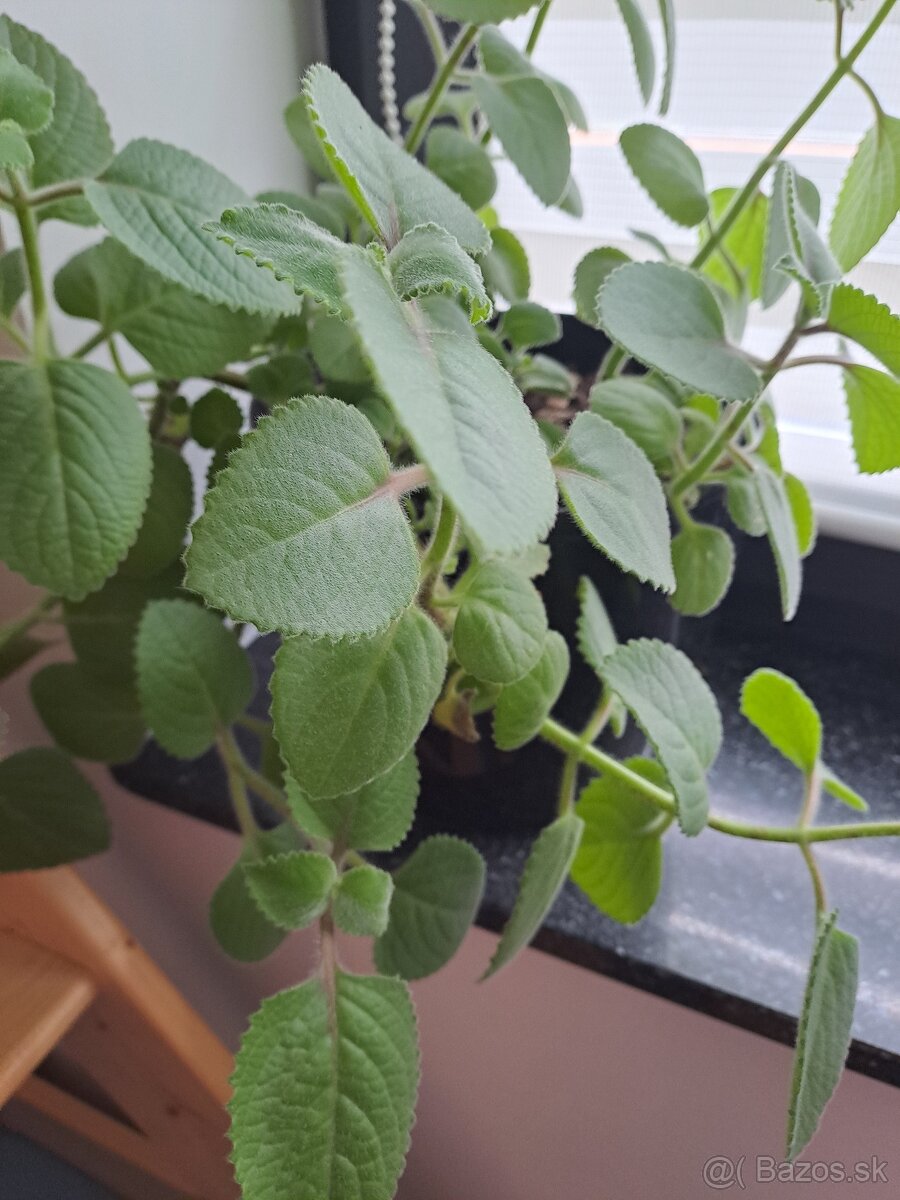 Izbové rastliny, sadeničky - 8