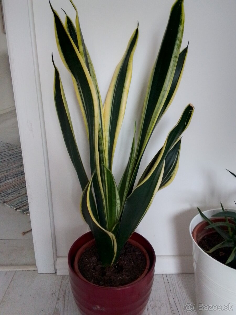 Slonia noha bananovnik kavovnik zamiokulkas fikus yuka - 8