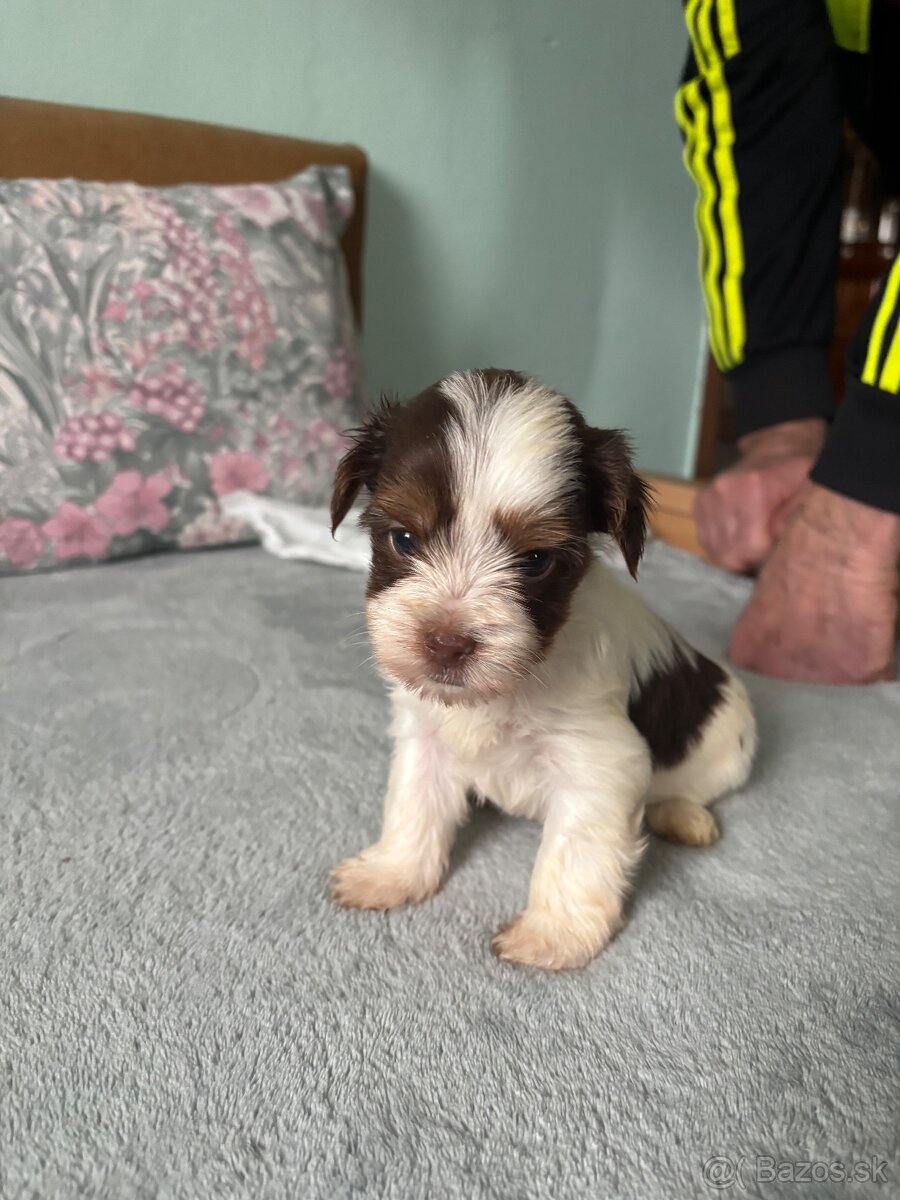 Biewer yorkshire terier - 8