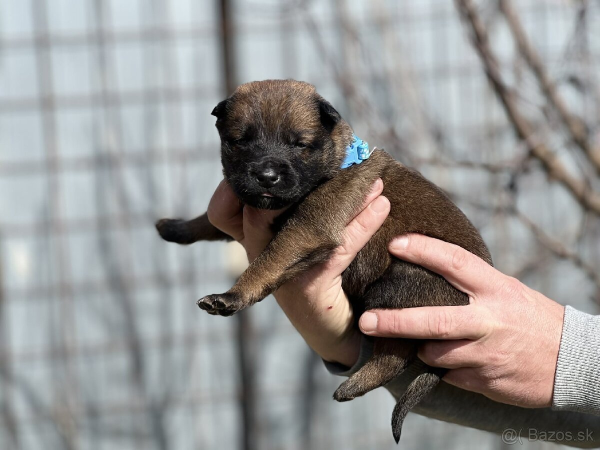 Belgický ovčiak Malinois s PP - 8