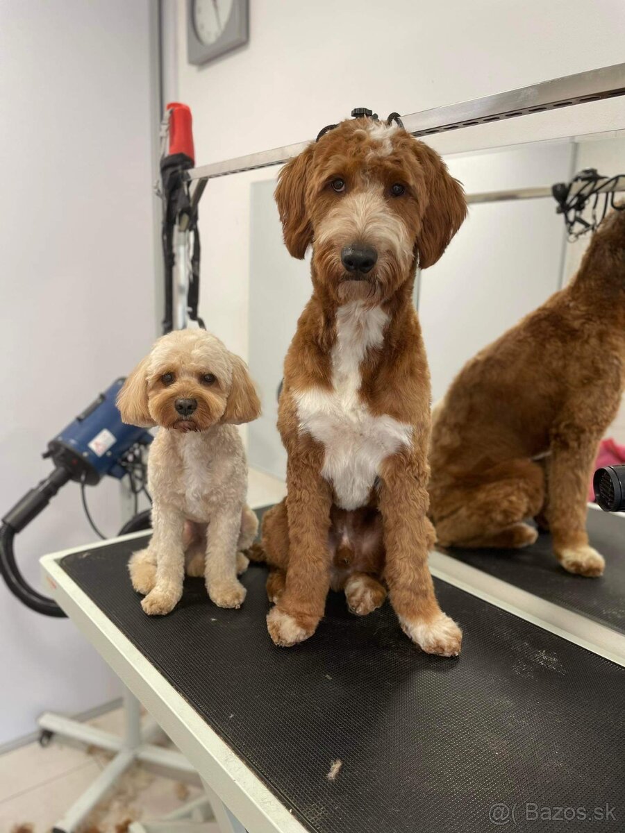 Cavapoo Max na krytie - 8