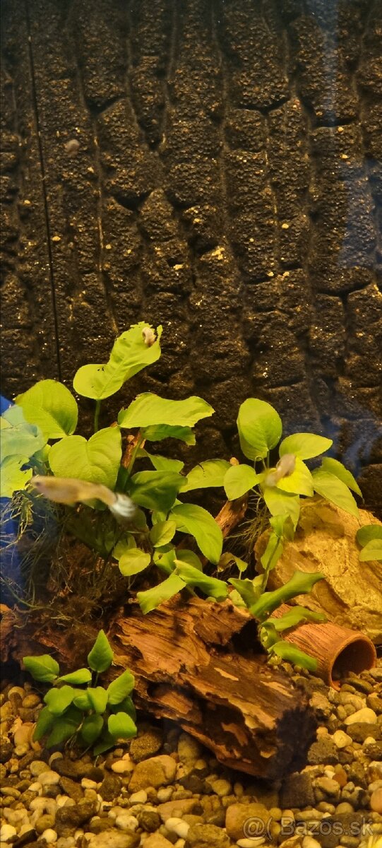 Akvariove ryby - 8
