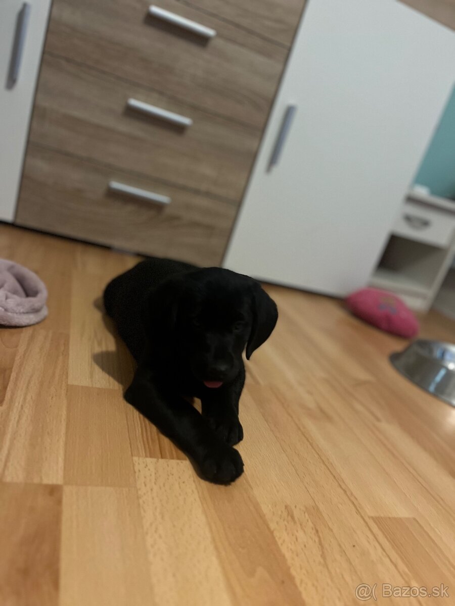 Šteniatka tatranskeho duriča - 8