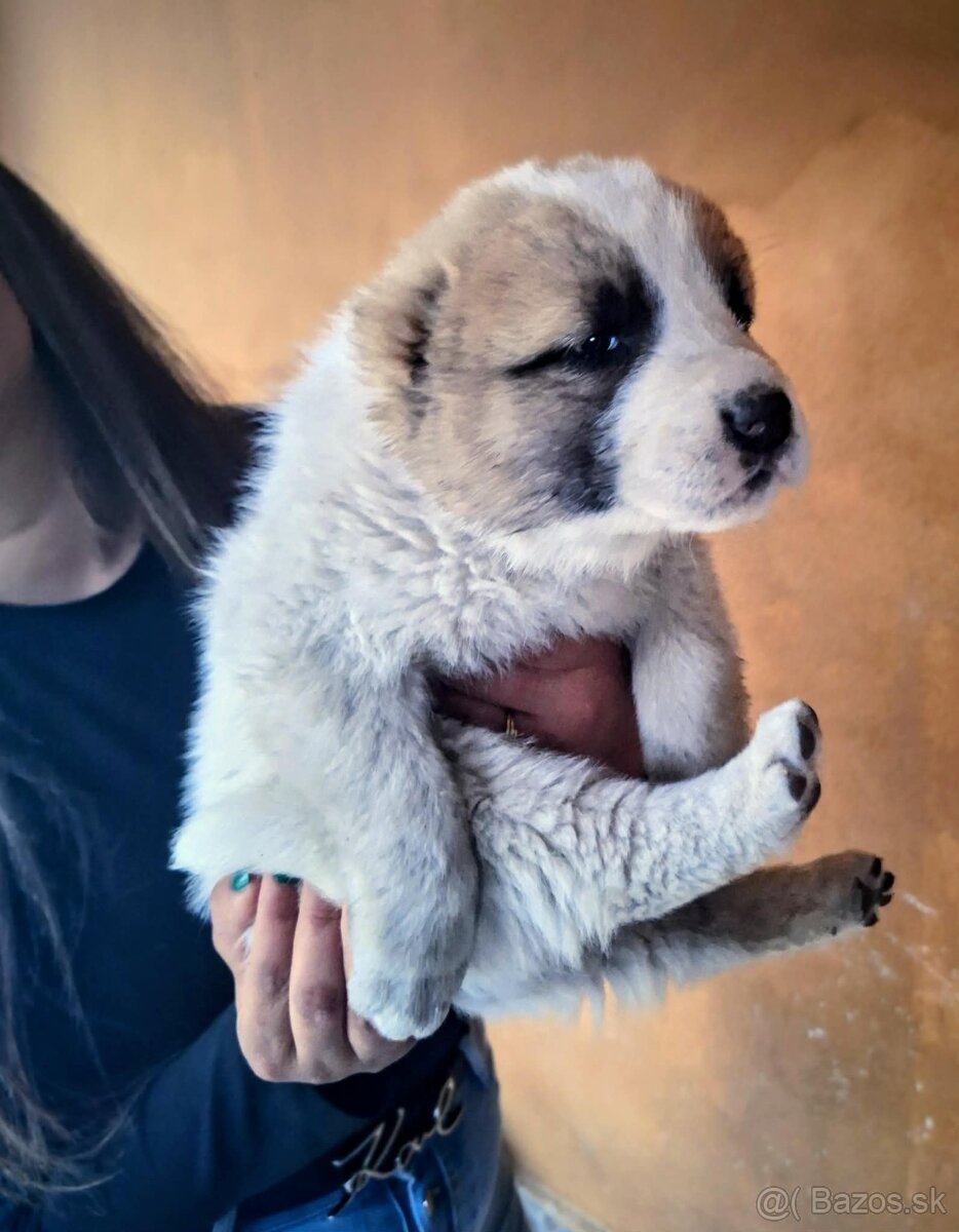 Stredoázijský ovčiak- šteniatká - 8