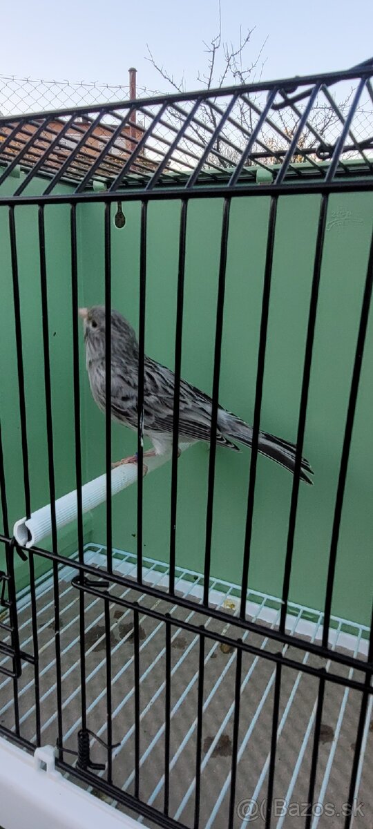 Predám Kanáriky,Kanáre - 8