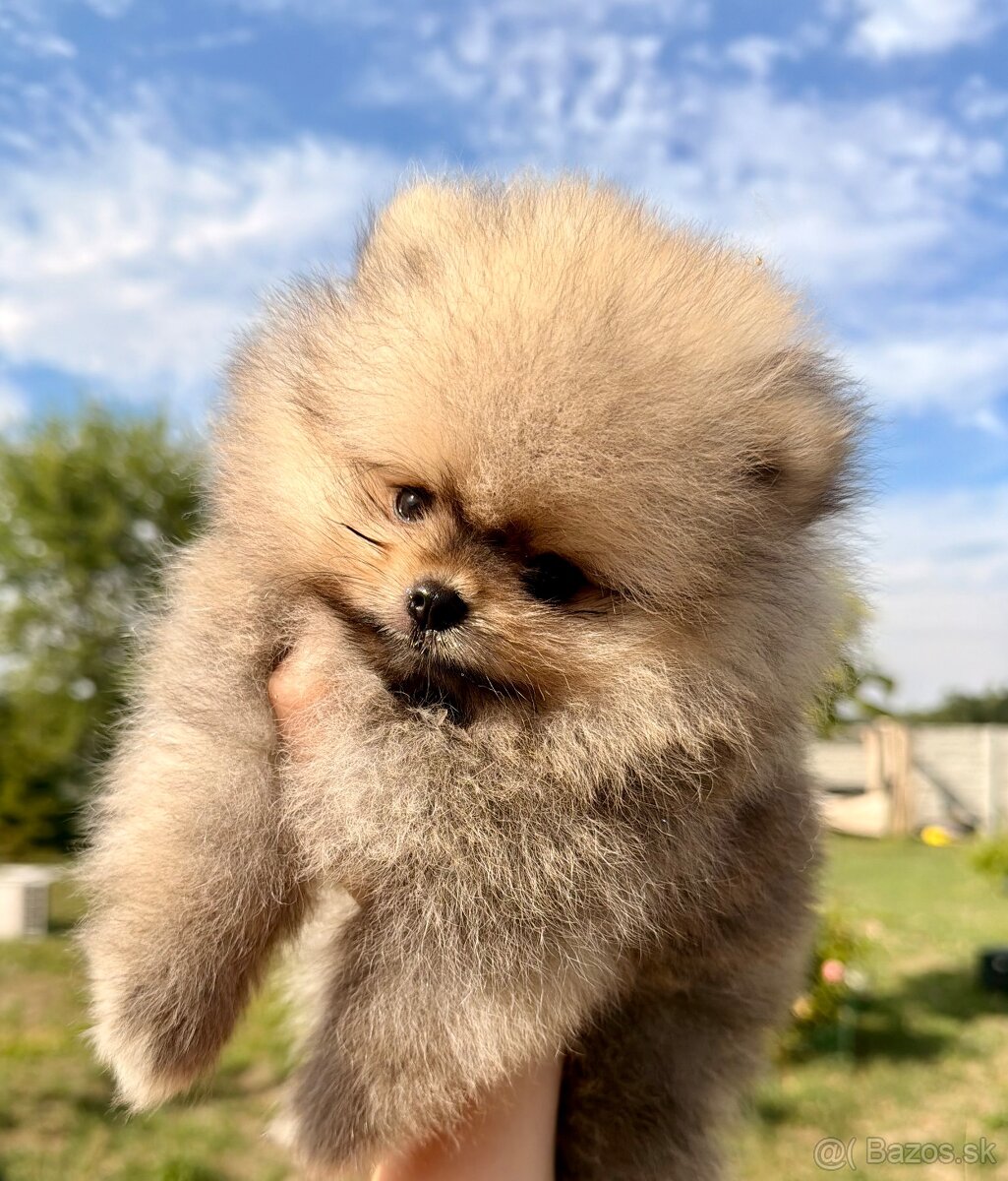 Pomeranian s PP - 8