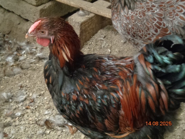 Sliepky wyandotky zlatej lemovanej - 8