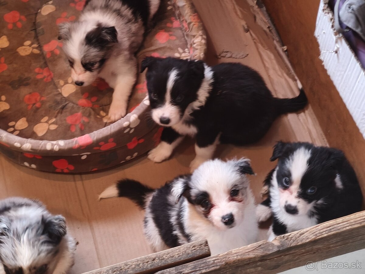 Border collie kiskutyák eladók - 8