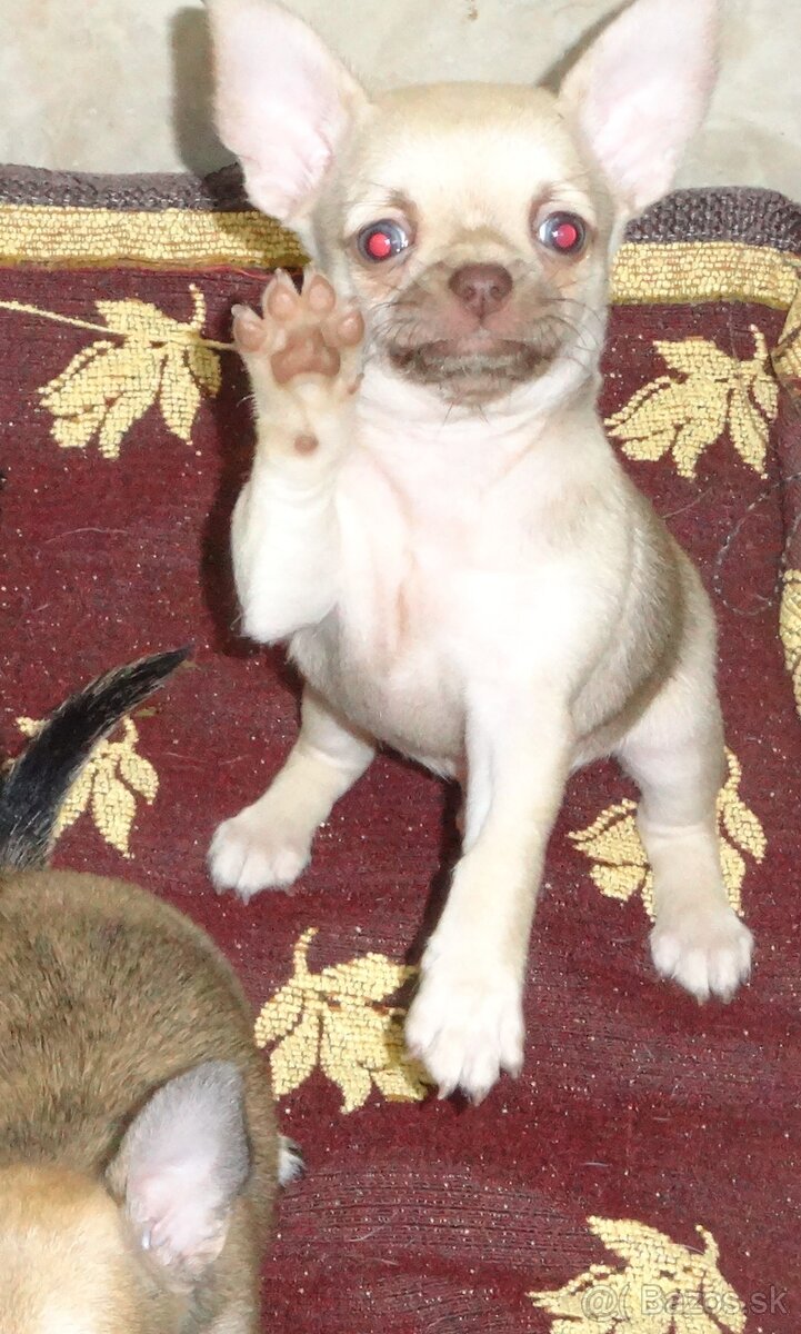 čivava krátkosrstá,dlhosrstá - 8